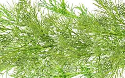 Plant Name Confusion: Dill, Herb Fennel, and Vegetable Fennel