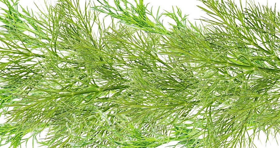 Plant Name Confusion: Dill, Herb Fennel, and Vegetable Fennel