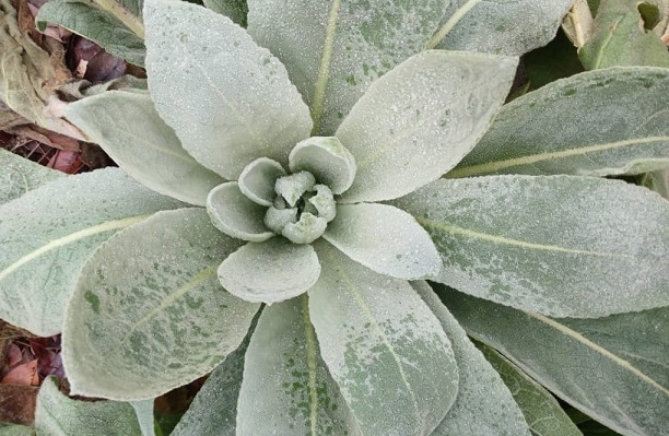 Grow Your Health with Mullein