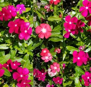 Vinca 'Pacifica Bold' Mix Seed - Palm Farm Nursery