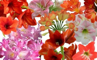 Plant Name Confusion: Clivia, Amaryllis and Hippeastrum