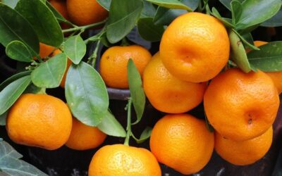 Plant Name Confusion: Naartjies, Mandarin, Satsuma, Tangerine and Clementine