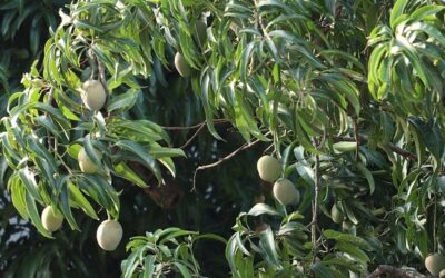 The Benefits of Planting Multiple Cultivars of the Same Fruit in Your Orchard