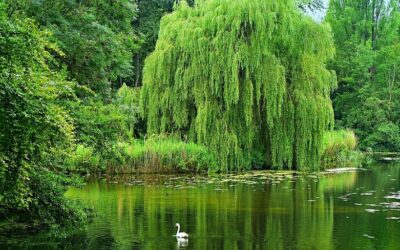 Plant Name Confusion: Weeping Bottlebrush and Weeping Willow